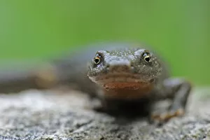 Images Dated 4th June 2009: Pyrenean brook salamander (Euproctus / Calotriton asper) portrait, Pal, Andorra