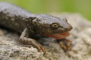 Pyrenean brook salamander (Euproctus / Calotriton asper) with mouth open, Pal, Andorra