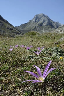 Images Dated 1st September 2016: Pyrenean merendera / False meadow saffron (Merendera pyrenaica / Colchicum montanum)