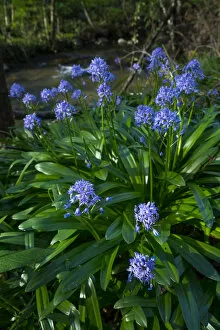 Images Dated 29th March 2017: Pyrenean squill (Scilla lilio-hyacinthus), Ibarra, Orozko, Biscay, Basque Country, Spain