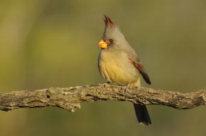 Pyrrhuloxia (Cardinalis / Pyrrhuloxia sinuatus) female perched on branch, with crest raised
