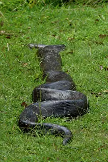 Rear View Prints: Python (Pythonidae) moving over grass, Uganda
