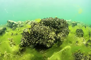 Alien Species Prints: Quagga mussel (Dreissena bugensis) on the bottom of Lake Bourget