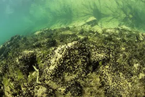 Alien Species Prints: Quagga mussel (Dreissena bugensis) on the bottom of Lake Bourget