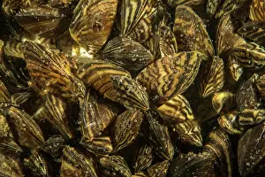 Invasive Prints: Quagga mussels (Dreissena bugensis) close up, Lugano lake, Ticino, Switzerland