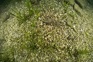 Invasive Prints: Quagga mussels (Dreissena bugensis) on lake bed, Lake Lugano, Ticino, Switzerland