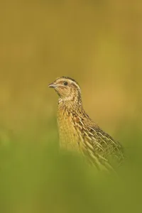 Quail (Coturnix coturnix) in long grass, Lancashire, UK October
