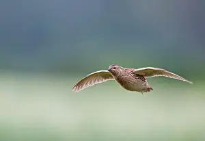 Perdicinae Prints: Quail (Coturnix coturnix) male, in flight, Vantaa, Finland. July. Controlled conditions