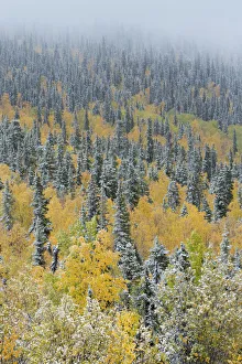 Quaking aspen trees (Populus tremuloides) and conifers with dusting of snow, Dome Quaking aspen trees (Populus tremuloides) and conifers with dusting of snow, Dome