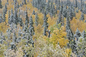 Yukon Prints: Quaking aspen trees (Populus tremuloides) and conifers with dusting of snow, Dome