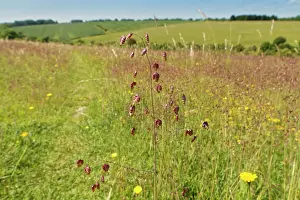 Meadow Prints: Quaking grass (Briza media) dense stand flowering on a chalk grassland slope