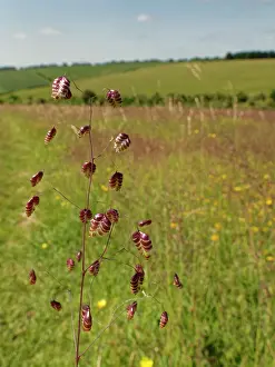 Meadow Prints: Quaking grass (Briza media) dense stand flowering on a chalk grassland slope