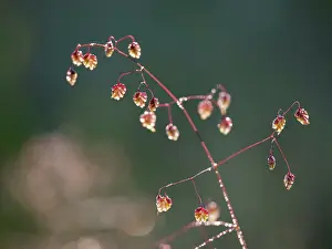Natural Light Prints: Quaking grass (Briza media) in morning sunlight