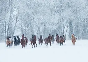 Quarter horses running in snow at ranch, Shell, Wyoming, USA, February