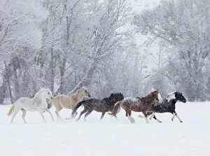 Christmas Gallery: Quarter horses running in snow at ranch, Shell, Wyoming, USA, February