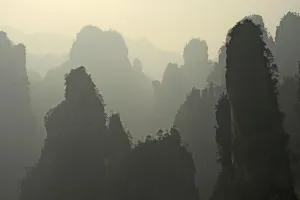 Quartz-sanstone pillars covered with Wulingyuan pine trees (Pinus spp)