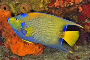 2020 February Highlights Collection: Queen angelfish or blue or golden angelfish (Holacanthus ciliaris) Cozumel Island