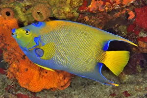 Queen angelfish or blue or golden angelfish (Holacanthus ciliaris) Cozumel Island