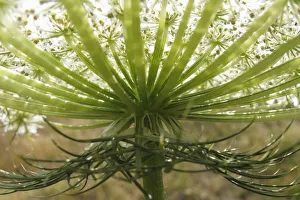 Umbelliferae Prints: Queen annes lace / Wild carrot (Daucus carota) flower, Stenje region, Lake Macro Prespa