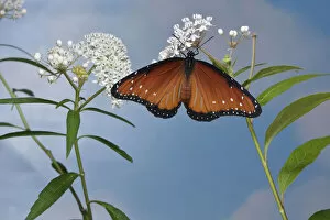 Queen butterfly (Danaus gilippus) expanding wings after emerging from chrysalis on Aquatic milkweed (Asclepias perennis)