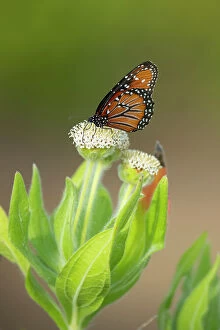Arthropoda Collection: Queen butterfly (Danaus gilippus) nectaring on endemic Daisy tree (Scalesia villosa) flowers