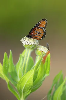 Fourfooted Butterfly Prints: Queen butterfly (Danaus gilippus) nectaring on endemic Daisy tree (Scalesia villosa) flowers