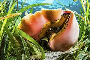 Alismatales Gallery: Queen conch (Aliger gigas) in a seagrass (Thalassia testudinum) meadow, Bahamas