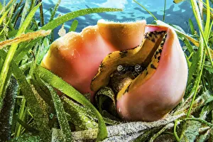 Alismatales Prints: Queen conch (Aliger gigas) in a seagrass (Thalassia testudinum) meadow, Bahamas