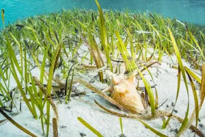 Hydrocharitaceae Prints: Queen conch (Lobatus gigas) juvenile feeding on algae growing on Seagrass (Thalassia
