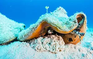 2019 July Highlights Gallery: Queen conch (Lobatus gigas) laying eggs in the Exuma Cays Land and Sea Park, Exuma, Bahamas