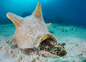 Strombidae Prints: Queen conch (Strombus gigas) extending its proboscis and stalked eyes at it moves