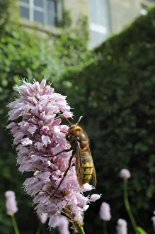 Polygonaceae Prints: Queen Hornet (Vespa crabro) feeding on Knotweed flower (Persicaria bistorta superba )