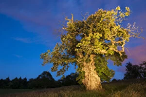 Ancient Gallery: Queen Marys Tree, a veteran Sweet chestnut (Castanea sativa) over 600 years old