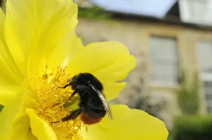Images Dated 27th April 2011: Queen Red tailed bumblebee (Bombus lapidarius) feeding on Yellow tree peony (Paeonia