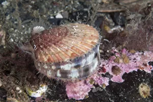Queen scallop (Aequipecten opercularis) Isle of Man, July