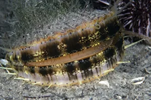 Queen scallop (Chlamys / Aequipecten opercularis) swimming, Lofoten, Norway, November