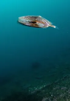 Queen scallop (Chlamys / Aequipecten opercularis) swimming, Lofoten, Norway, November