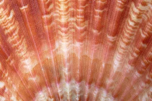 Shell Prints: Detail of Queen scallop shell (Aequipecten / Chlamys opercularis)