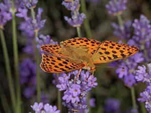 Fourfooted Butterfly Prints: Queen of Spain fritillary butterfly (Issoria lathonia) female
