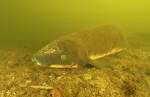 Riverbeds Prints: Queensland lungfish (Neoceratodus forsteri) resting on riverbed