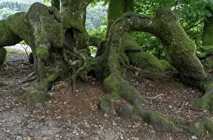 Culture Prints: Queules, old trees woven by the Gauls to make fences