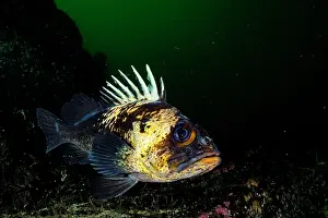 Scorpionfish Prints: Quillback rockfish (Sebastes maliger) swimming over reef