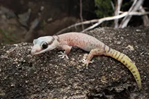Gecko Prints: Quinkan gecko (Oedura jowalbinna) resting on Laura sandstone rock