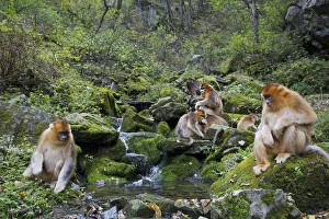 Images Dated 30th May 2012: Quinling Golden snub nosed monkey (Rhinopitecus roxellana qinlingensis) family group