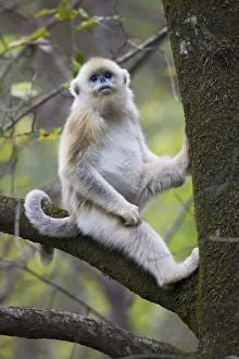Quinling Golden snub nosed Monkey (Rhinopitecus roxellana qinligensis), infant sitting in a tree