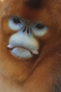Faces Prints: Quinling Golden snub nosed Monkey (Rhinopitecus roxellana qinlingensis)
