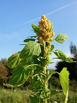 Pigweed Prints: Quinoa (Chenopodium quinoa) flowering in a game cover crop, Dorset, England, UK. October