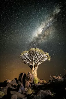 Vascular Plant Gallery: Quiver tree (Aloe dichotoma) with the Milky Way at night, and light pollution