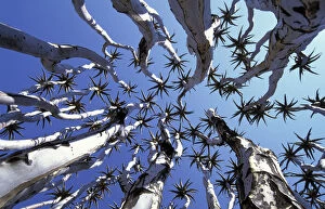 Images Dated 24th March 2004: Quiver tree {Aloe dichotoma} view up through canopy Namib-Naukluft NP, Namibia 2004