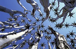Quiver tree {Aloe dichotoma} view up through canopy Namib-Naukluft NP, Namibia 2004